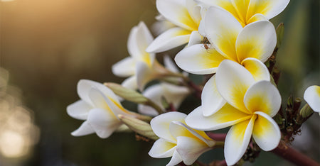 Frangipani